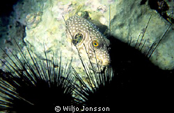 Bristly puffer fish
Arothron hispidus by Wiljo Jonsson 